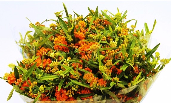 ASCLEPIAS TUBEROSA